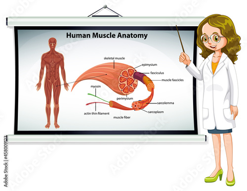 Human muscle anatomy with body anatomy
