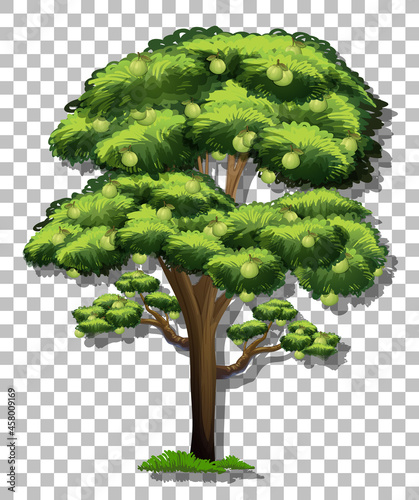 Guava tree on transparent background