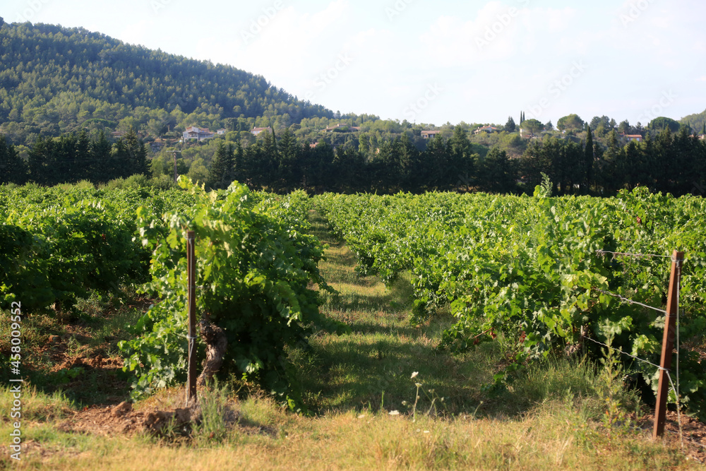 vineyard fields in provence france