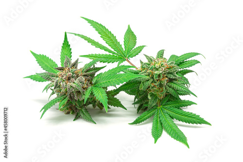 Two Medical Marijuana or Hemp Buds with Cannabis Leaves Isolated on White Background