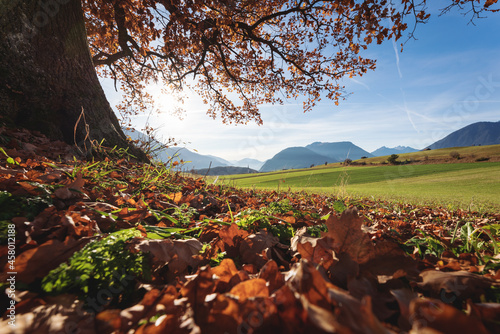 Autumn colored leaves under a oak tree with view on alpine landscape, Mieminger Plateau, Tirol, Austria photo