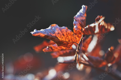 Selecitive focus on sunlit autumn colored leaves in dark mystical forest, Austria