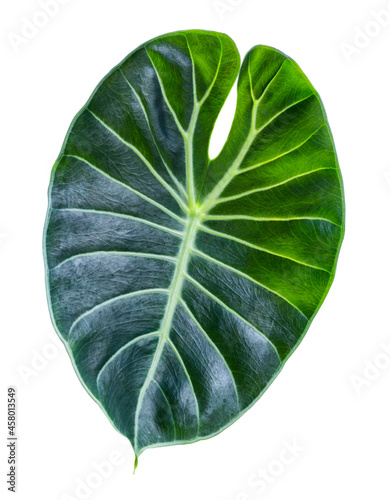 Close up tropical green leaf alocasia longiloba satun isolated on white background, clipping path photo