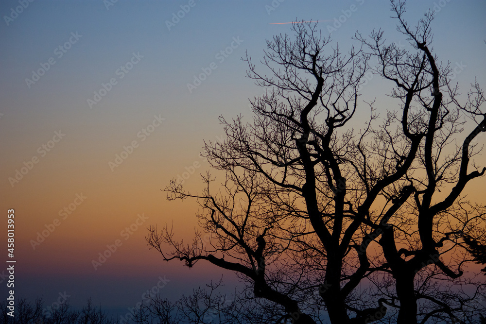 Silhouette of a tree at sunset