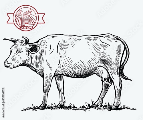 Black and white drawing of a cow
