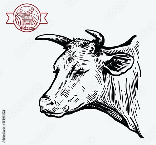 Black and white drawing of a cow head