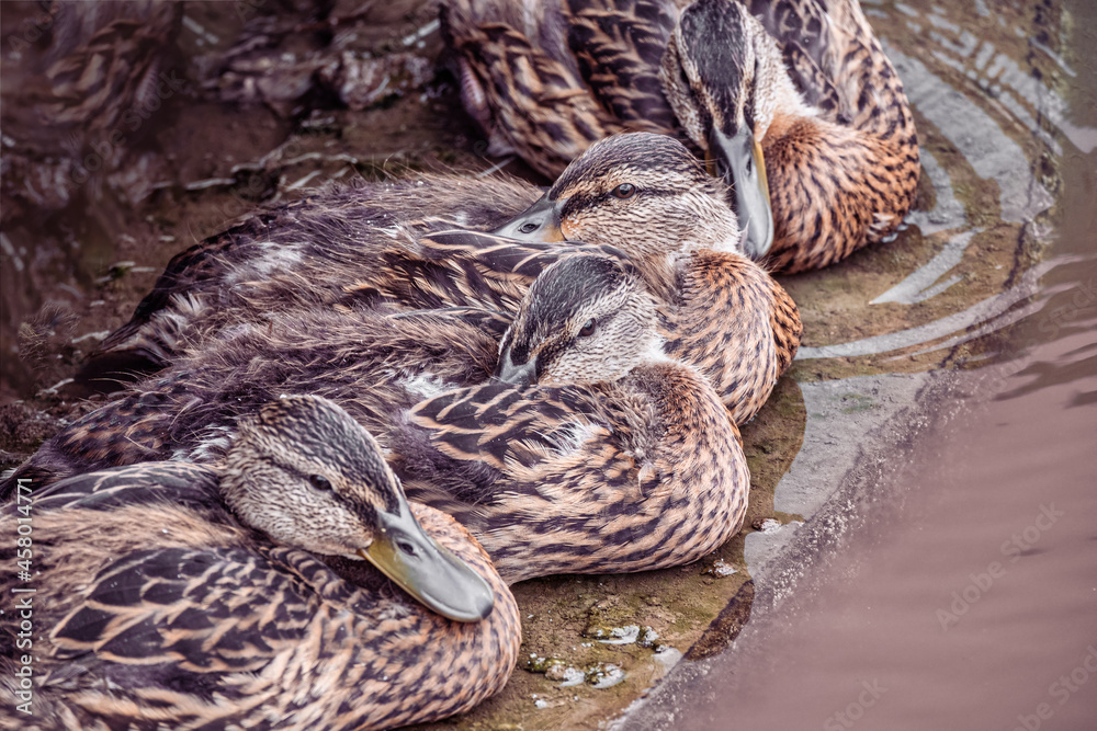 A group of wild brown ducks resting by the pond on a rainy summer day. Wildlife, waterfowl in natural conditions.
