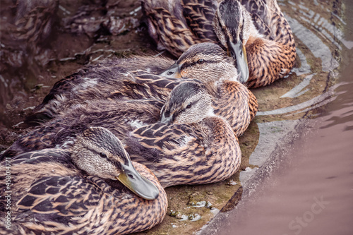 A group of wild brown ducks resting by the pond on a rainy summer day. Wildlife  waterfowl in natural conditions.