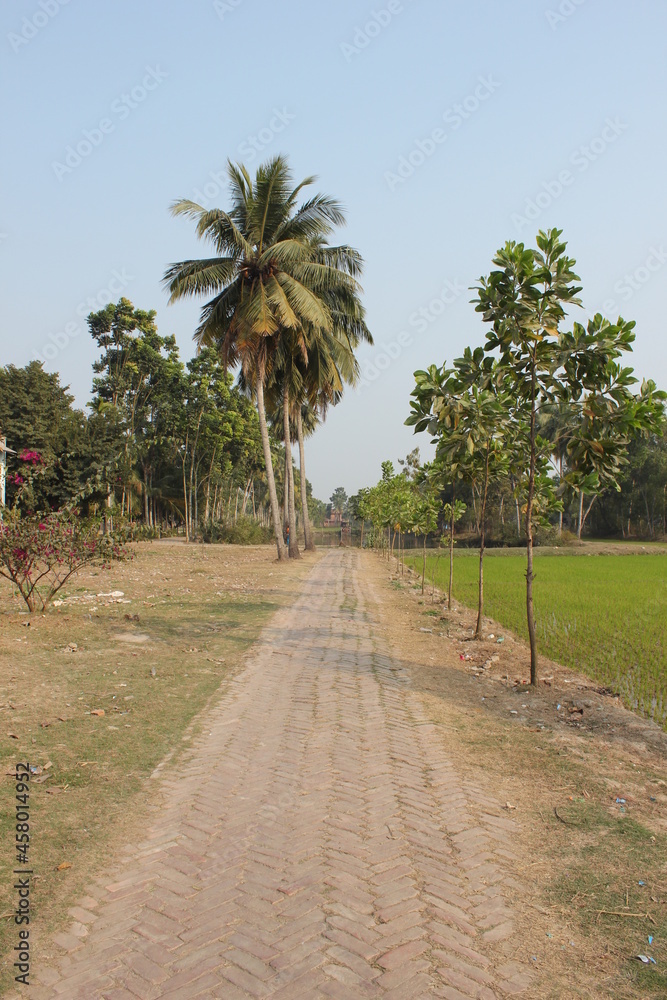 palm trees in the park