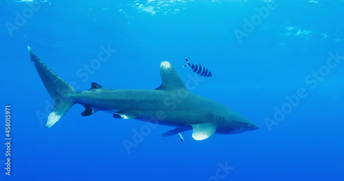 Wallpaper Mural SIM-1055055 Torontodigital.ca