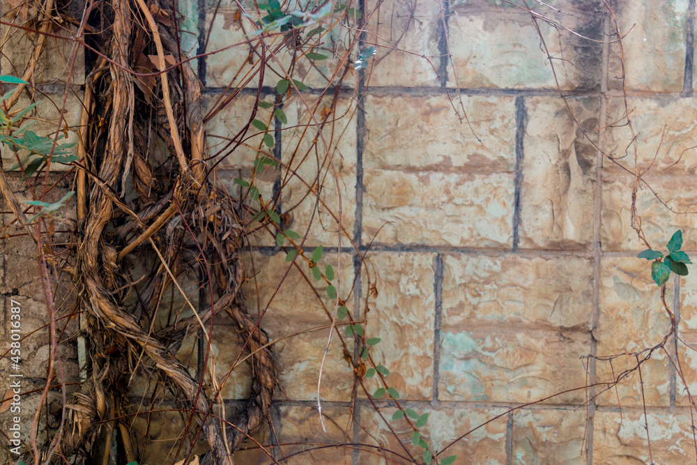 Obraz premium stone wall with tree