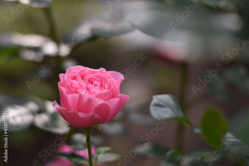 Rosa blühende Rose