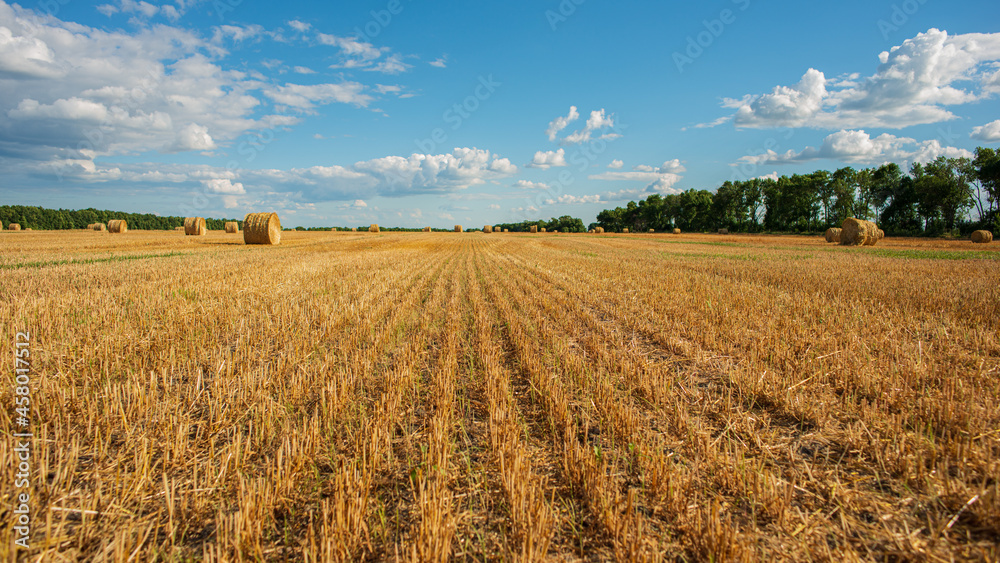 Agricultural wheat field after harvest.