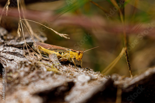 A grasshopper in the nature © hecke71