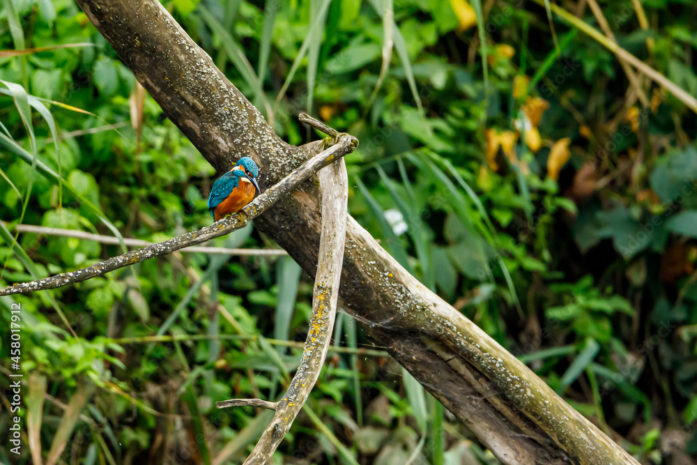 Kingfisher bird sitting on the branch Kingfisher bird sitting on the branch