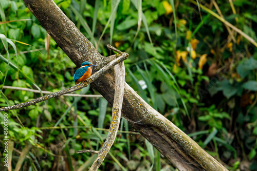 Kingfisher bird sitting on the branch