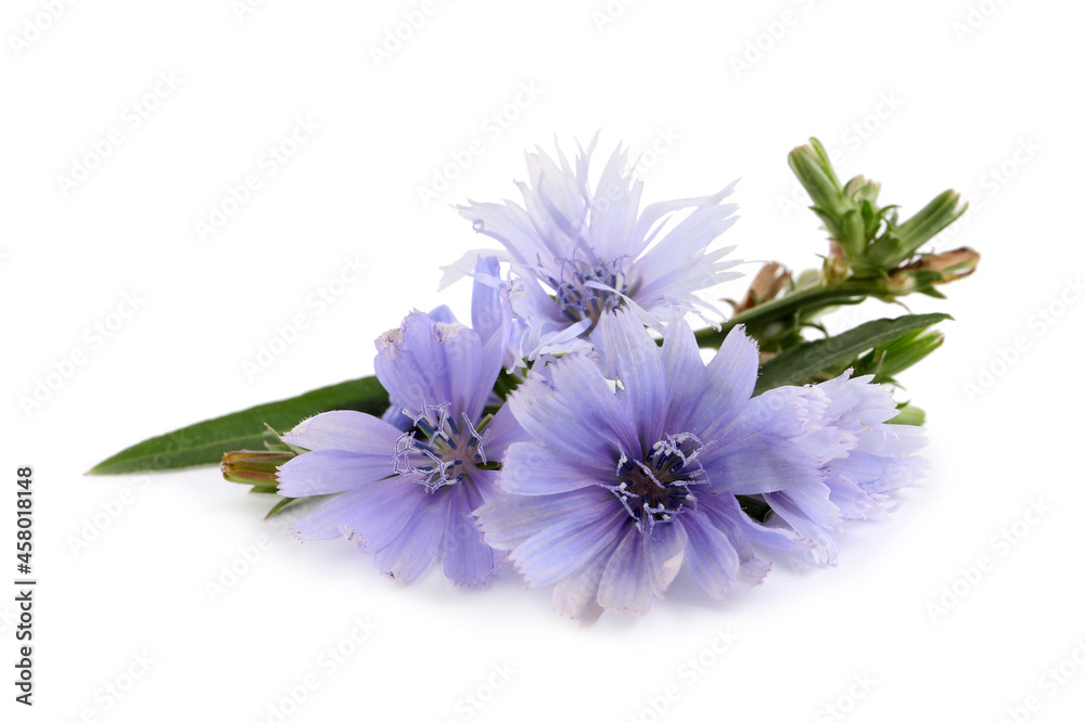 Beautiful tender chicory flowers on white background