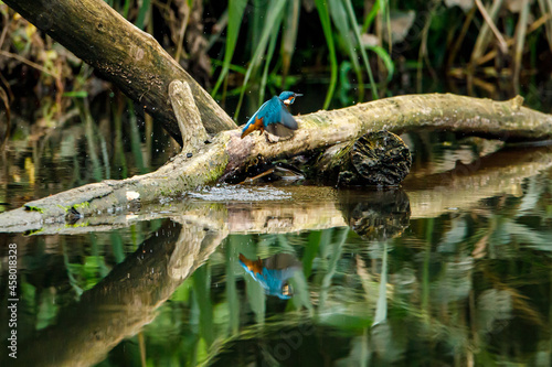 Kingfisher bird sitting on the branch