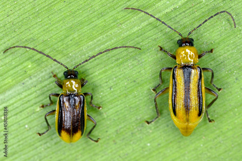 The Western corn rootworm Diabrotica virgifera virgifera is one of the most devastating corn rootworm species. Male (left) and female (right) on the maize. photo