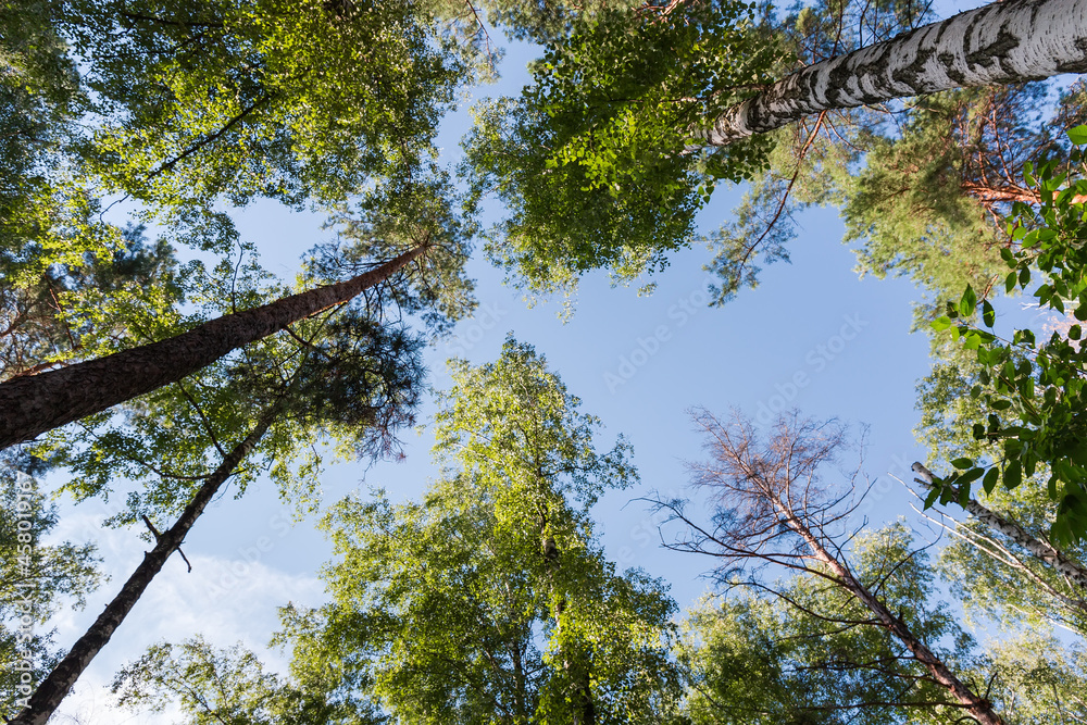 Obraz premium Trunks and tops of trees against sky, bottom-up view