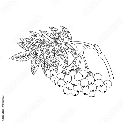 Monochrome Rowan twig (Sorbus aucuparia). Can be used for postcards, invitations, advertising, web, textile and other.