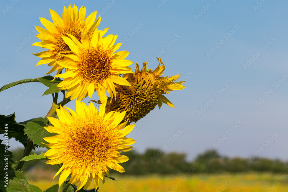 Flowers of decorative sunflower located on left on blurred background Flowers of decorative sunflower located on left on blurred background