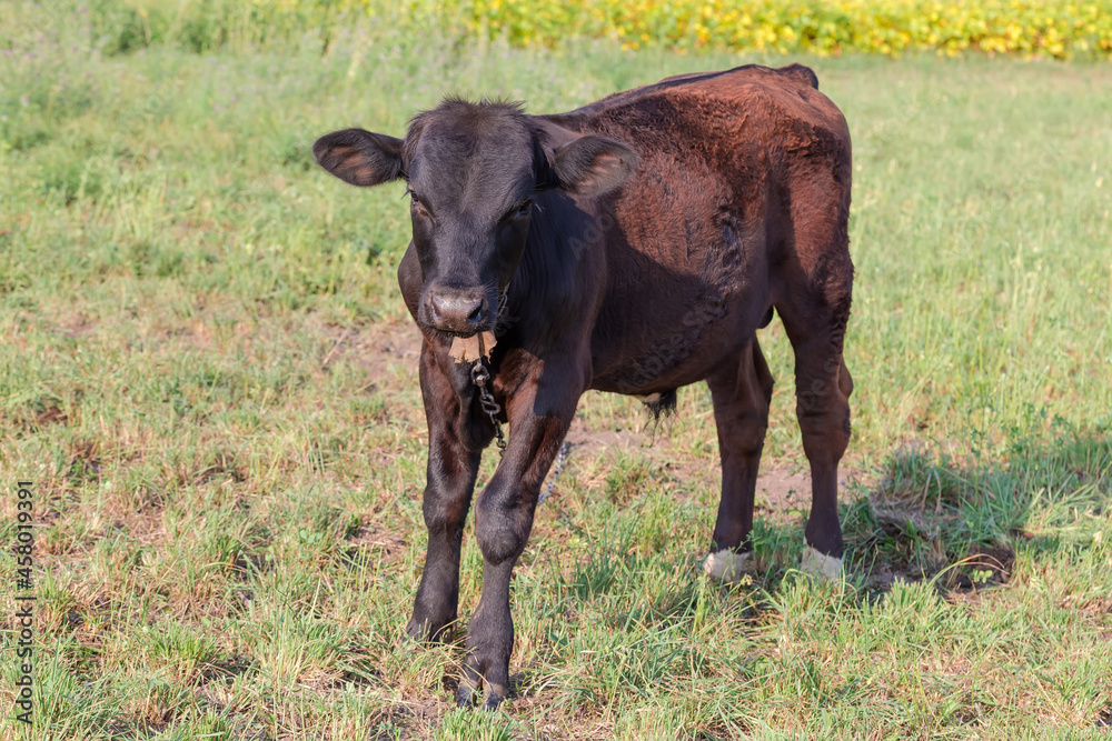 Dark brown calf tied in the pasture in summer morning Dark brown calf tied in the pasture in summer morning