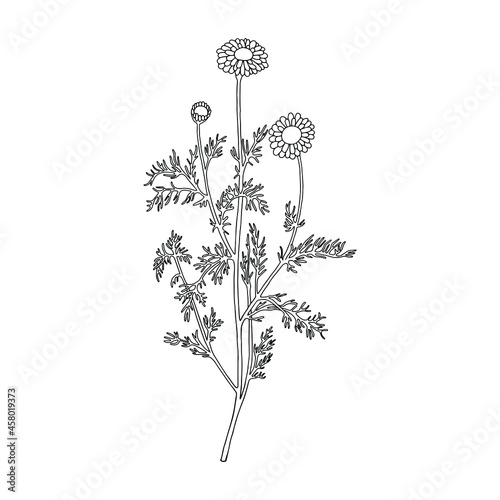 Monochrome flower (Chamaemelum nobile). Can be used for postcards, invitations, advertising, web, textile and other. 