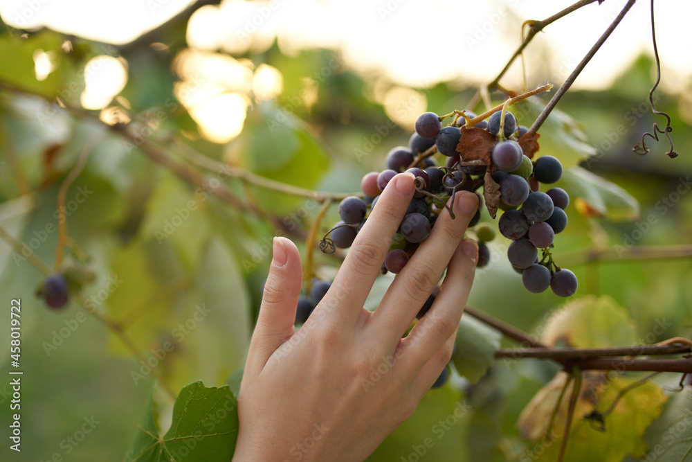 dark wine grape variety organic