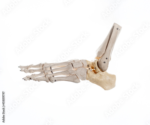 External lateral view of the skeleton of an articulated human foot
