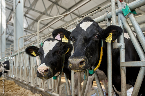 Cows in the barn at the farm.