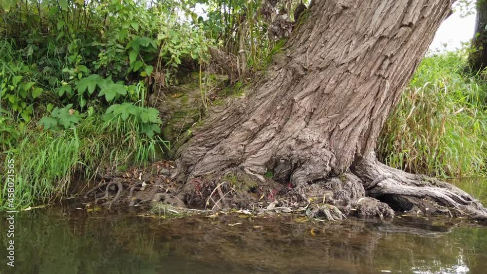 Weide am Ufer der Fränkischen Saale