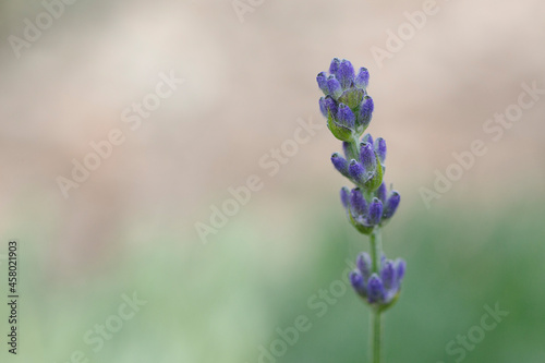 lavender flower on blured background