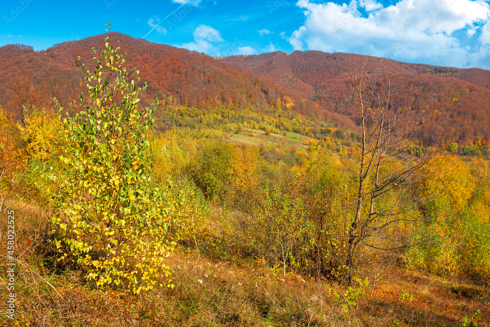 autumnal nature scenery in mountains. birch trees in colorful foliage on the meadow. primeval beech forest in fall foliage on the hill. warm sunny day with fluffy clouds on the sky autumnal nature scenery in mountains. birch trees in colorful foliage on the meadow. primeval beech forest in fall foliage on the hill. warm sunny day with fluffy clouds on the sky
