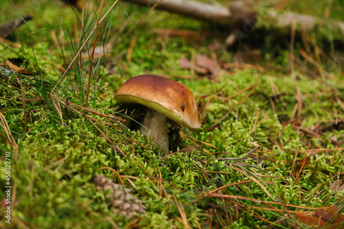 A boletus mushroom in a german forest