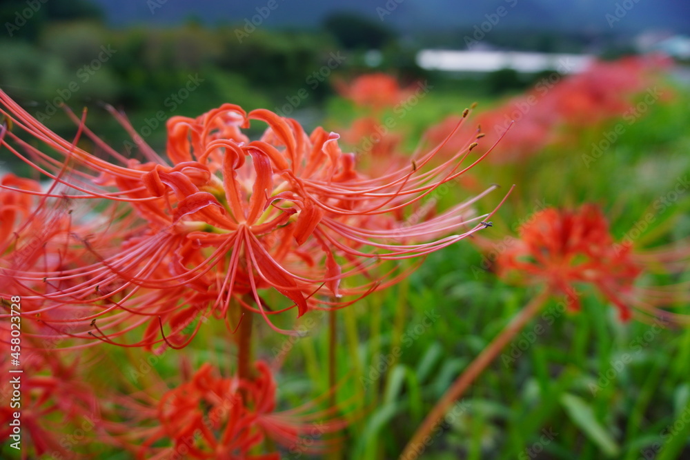 彼岸花
