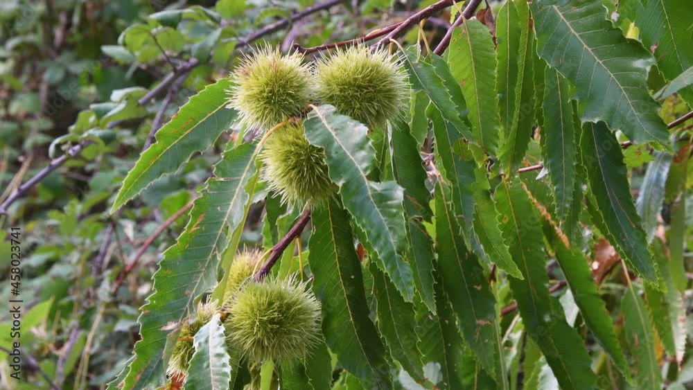 Hedgehogs hanging from branch of chestnut tree almost ripe. close up in autumn before harvest Hedgehogs hanging from branch of chestnut tree almost ripe. close up in autumn before harvest