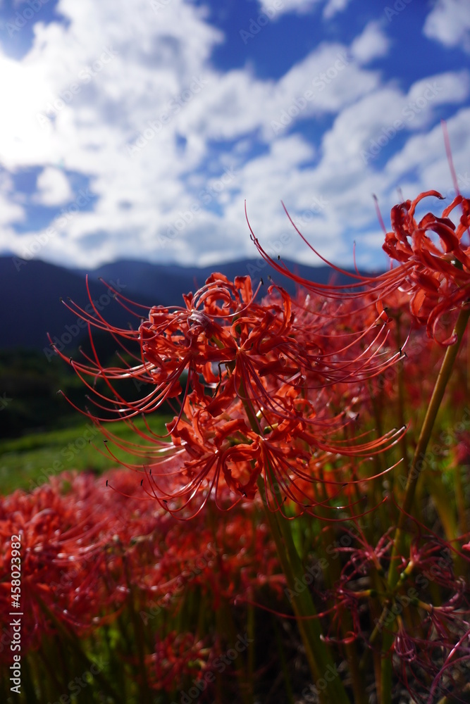 彼岸花 彼岸花