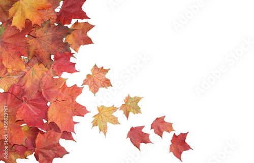 Vertical frame made of autumn maple leaves . Flying leaves. Space for text.