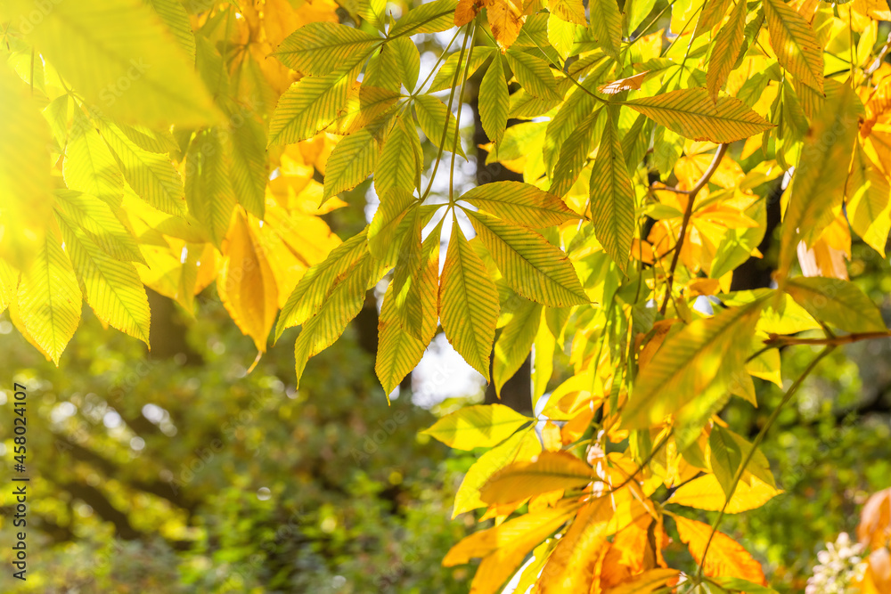 Fototapeta premium Abstract autumn background. Yellow buckeye tree. Vibrant orange and yellow leaves close up. Tree branches with bright foliage on a blurred background