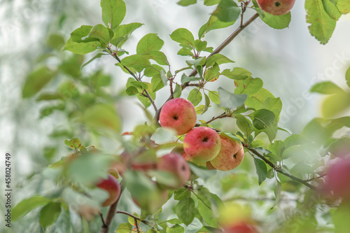 Branch with ripe apples, bokeh, selective focus. Summer, autumn, harvest concept