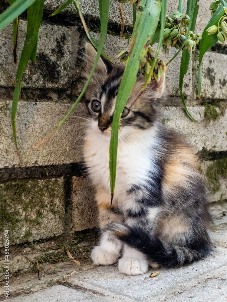 Fototapeta premium Katze