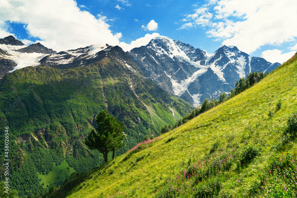 mountain landscape a tree on a slope with snowy mountain peaks in the background