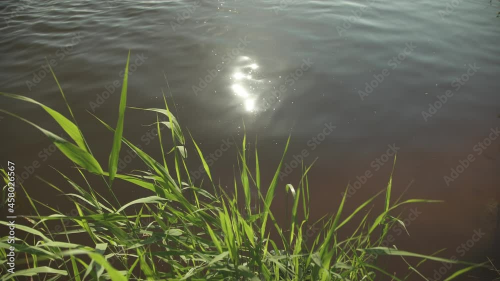High angle of water surface with sun reflecting off of it and reeds in the foreground High angle of water surface with sun reflecting off of it and reeds in the foreground