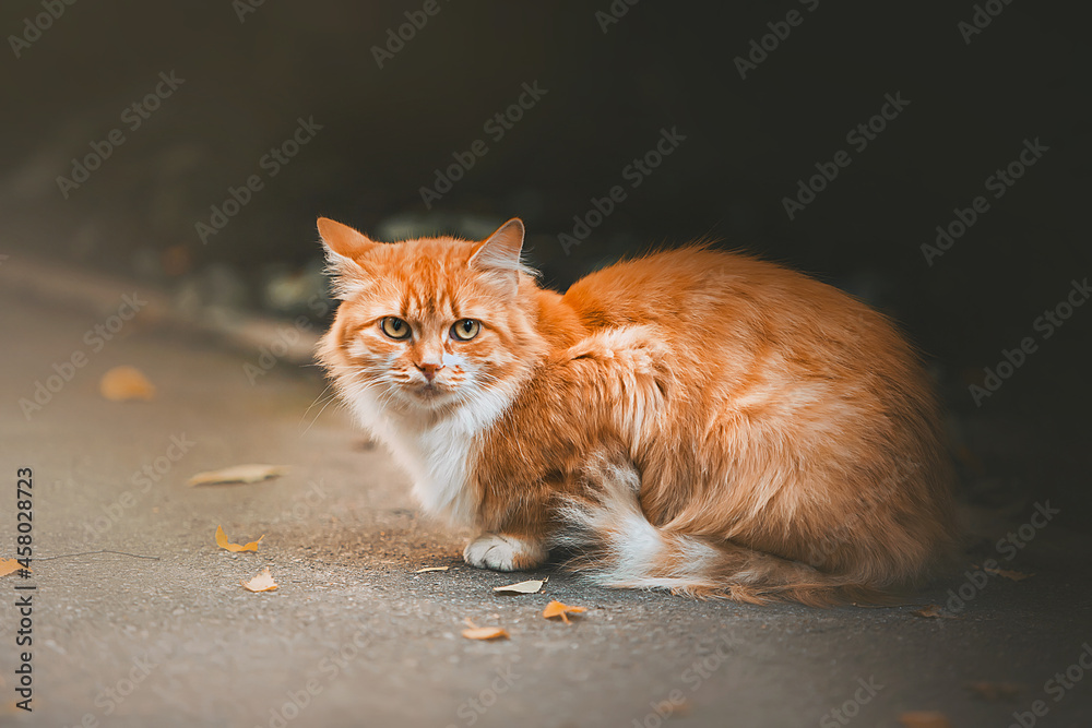 A beautiful red tabby long-haired cat is sitting on the road, on which birch yellowed leaves lie on an autumn day. September.