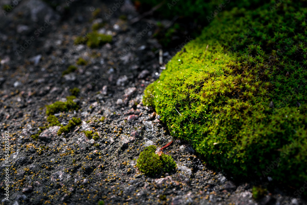 old cracked and weathered broken floor of cement and stone, with grass and moss growing. old cracked and weathered broken floor of cement and stone, with grass and moss growing.