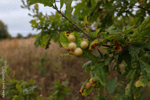 Galls on the undersides of oak leaves (Quercus robur), caused by the cherry gall wasp (Cynips quercusfolii) photo