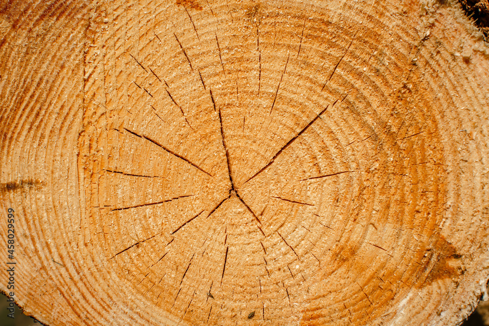 Naklejka premium Wood texture of cutted tree trunk, close-up