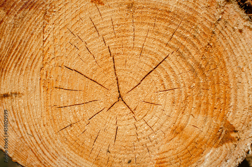Wood texture of cutted tree trunk, close-up