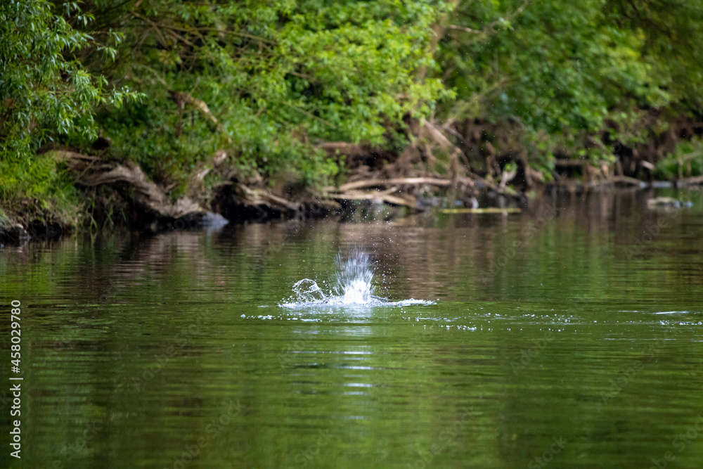 28.05.2021, GER, Bayern, Passau: Biber (Castor fiber) schlägt mit dem Schwant aufs Wasser um die anderen Tiere zu warnen. 28.05.2021, GER, Bayern, Passau: Biber (Castor fiber) schlägt mit dem Schwant aufs Wasser um die anderen Tiere zu warnen.
